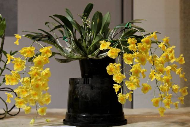 Dendrobium aggregatum