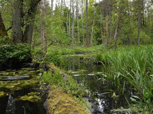 Forêt primaire de Bialowieza (Pologne)