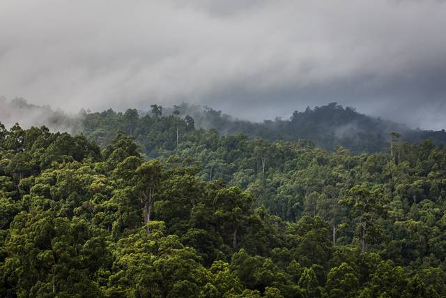 Forêt primaire en Indonésie