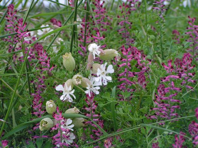 Fumaria densiflora (fumeterre) et Silene