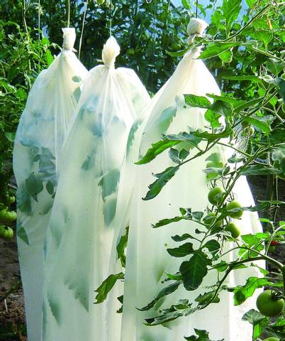 Gaine de croissance pour tomates