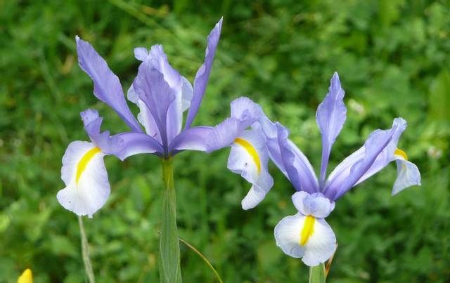 Iris de Hollande, iris x hollandica