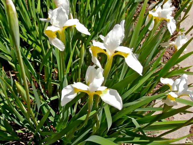 Iris hollandica à fleurs blanches