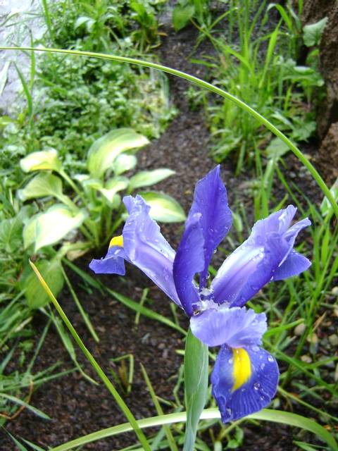 Iris hollandica 'Blue Magic'
