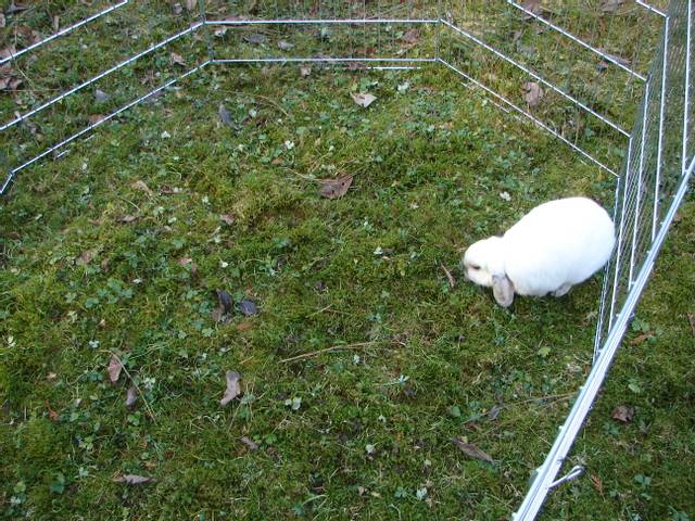 Lapin dans une cage sur la pelouse