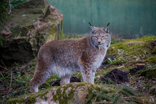 Lynx