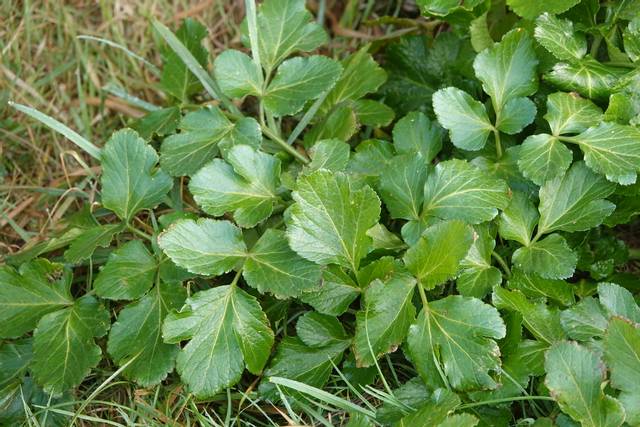 Maceron, Smyrnium olusatrum : feuilles basales