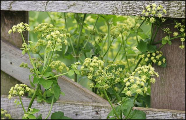 Maceron en fleurs