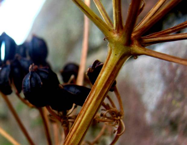 Fruits de maceron à maturité