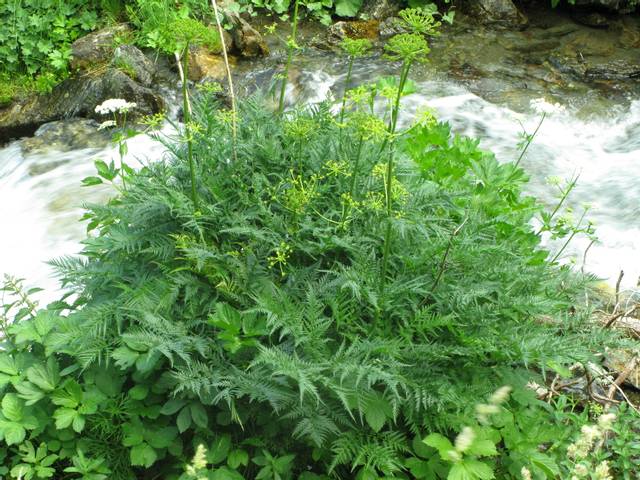Molopospermum peloponnesiacum