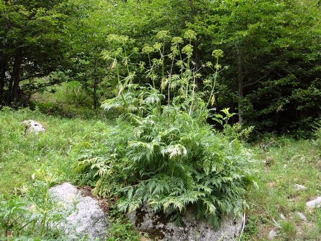 Molopospermum peloponnesiacum