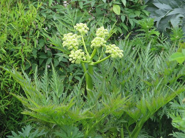 Molopospermum peloponnesiacum