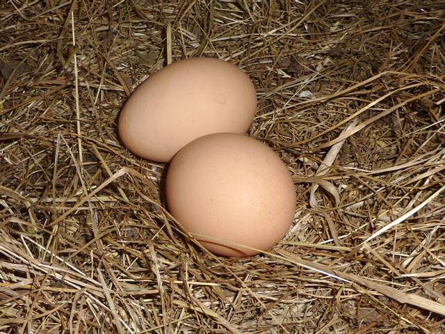 Oeufs dans la paille