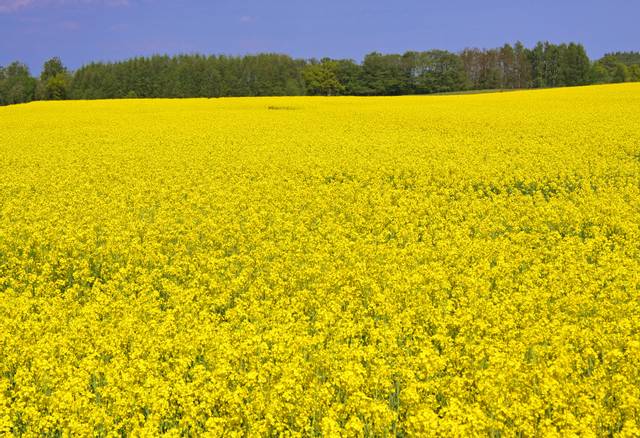Parcelle de colza : exemple d'agriculture intensive