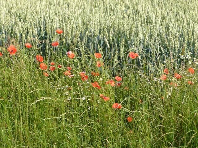 Plantes messicoles en bordure de parcelle de blé