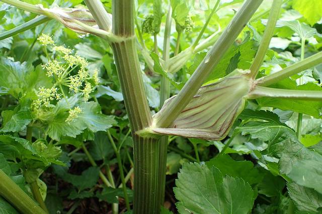 Smyrnium olusatrum : tiges (maceron)
