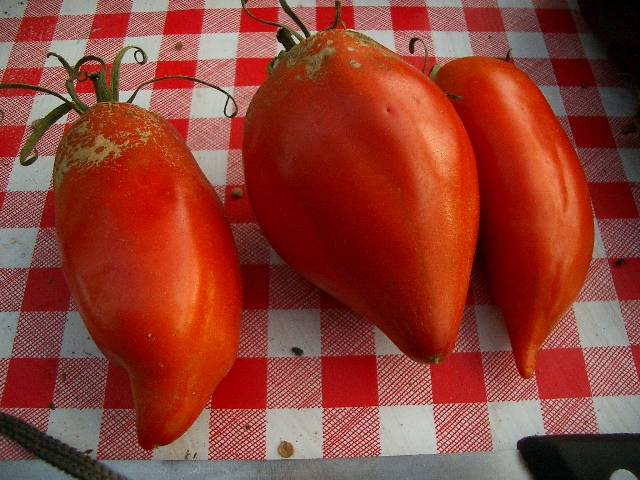 Tomate cornue des andes