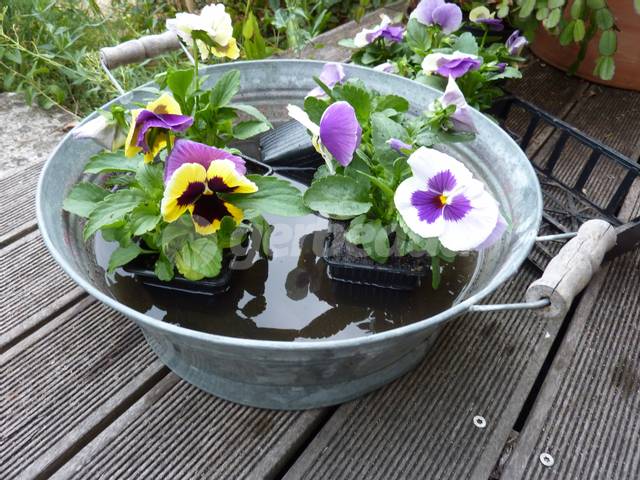 Trempage des godets dans une bassine