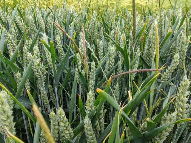Vulpin des champs (Alopecurus myosuroides)