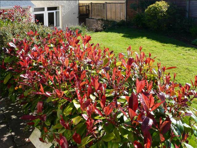 Haie de photinias