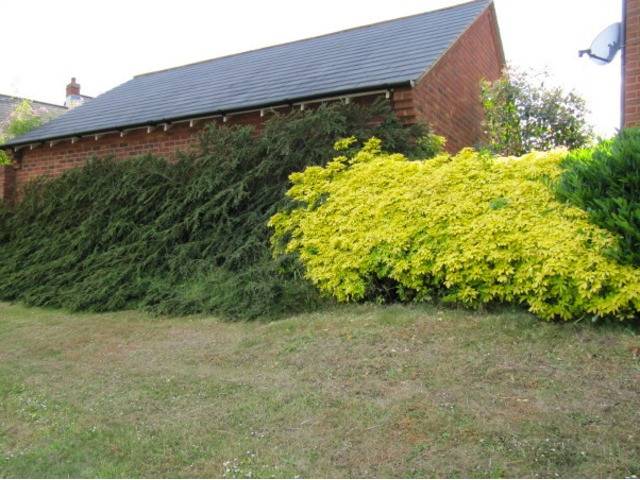 Choisya ternata 'Sundance' en haie