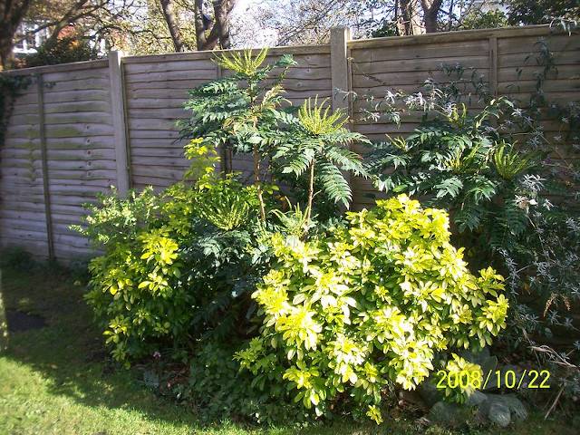 Choisya ternata 'Sundance' en massif