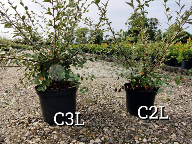 Comparatif pot de 3 litres (gauche) / pot de 2 litres (droite)