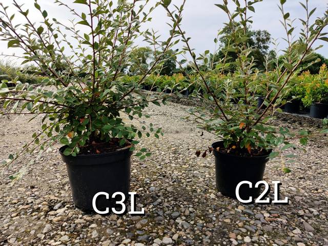 Arbustes en pots de 3 litres (gauche) et 2 litres (droite)