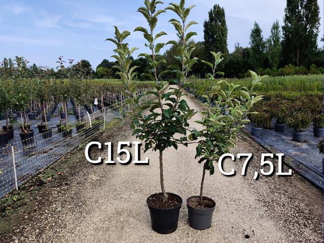 Comparatif pot de 15 litres (gauche) / pot de 7,5 litres (droite) - pommiers