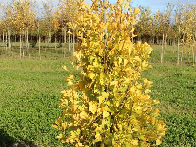 Ginko biloba fastigiata 'Gold Flame'