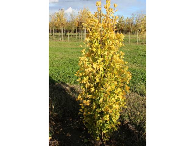 Ginko biloba fastigiata 'Gold Flame' - en pépinière