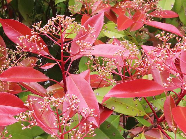 Jeunes pousses de photinia