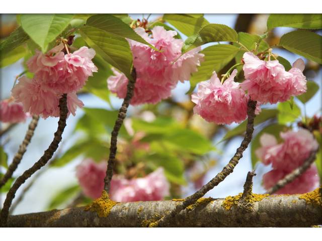 Prunus Serrulata Kanzan 