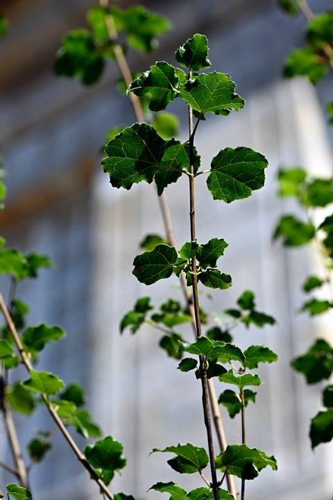 Acer obtusifolium