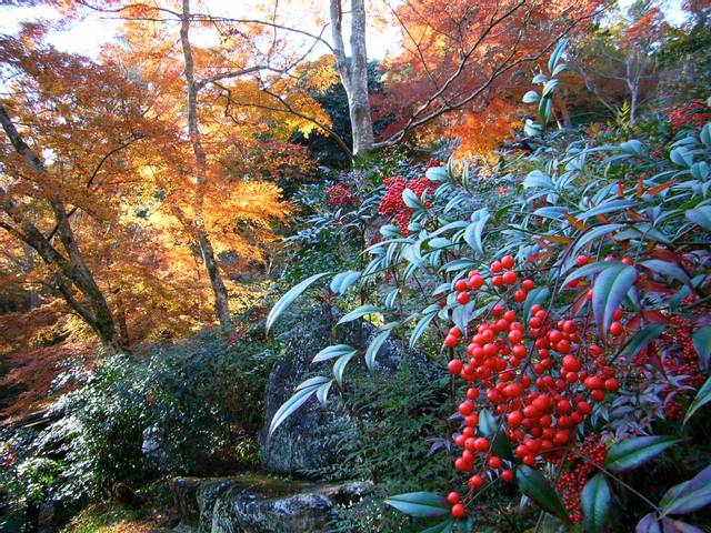 Ardisia crenata en fin d'automne