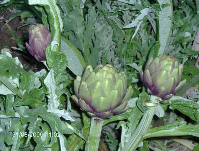 Artichauts Violet de Provence