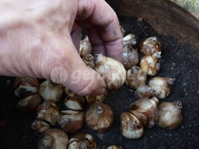 Plantation de bulbes bien serrés