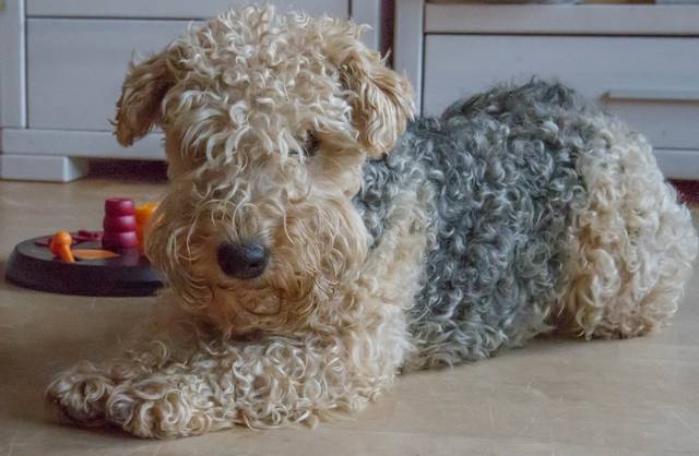 Caniche
