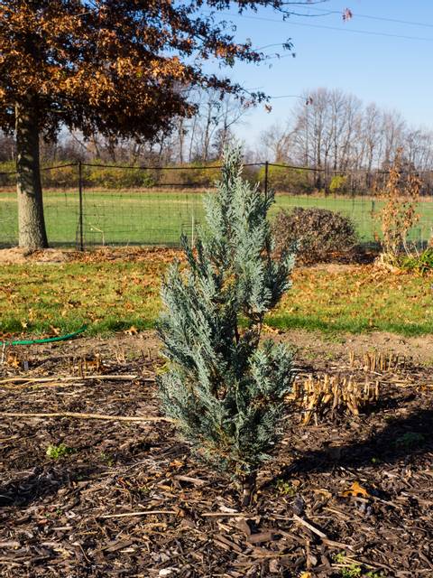 Planter un conifère : conseils pour réussir la plantation