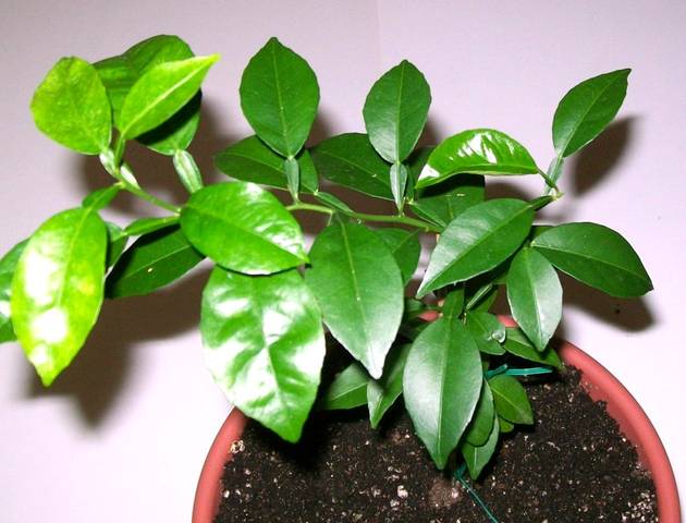 Jeune Citrus sudachi en pot