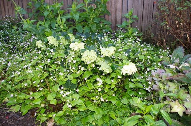 Claytonia sibirica dans une bordure