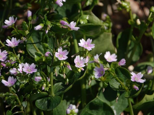 Fleurs de claytonie de Sibérie