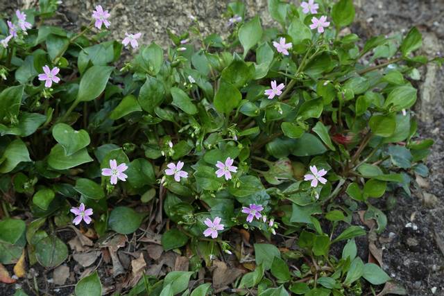 Claytonia sibirica