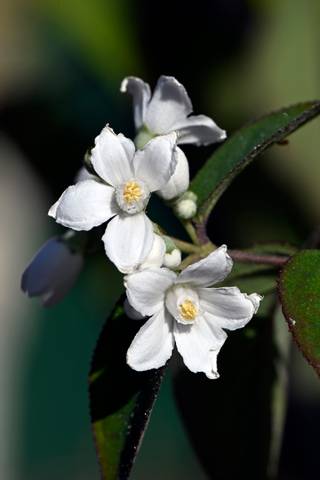Deutzia setchuenensis var. Corymbiflora