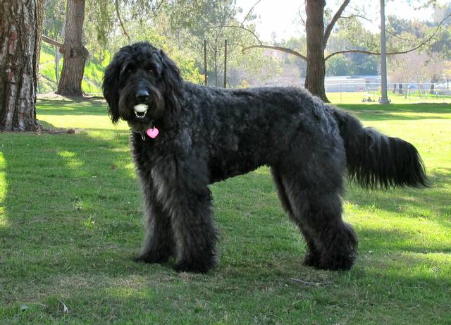Labradoodle : croisement labrador et caniche