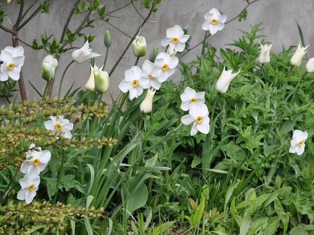 Narcisses des poètes et tulipes en bordure