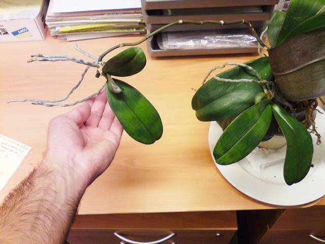 Keiki sur une tige de phalaenopsis