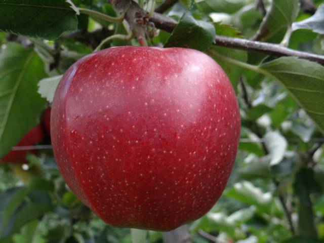 Pomme Jonagold