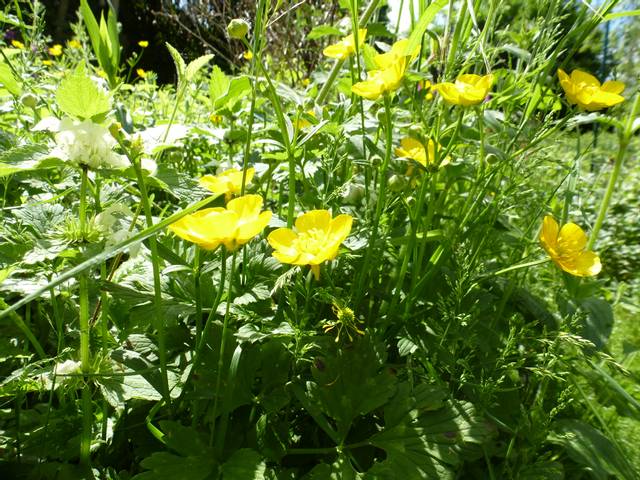Bouton d'or (Ranunculus repens), jolie mauvaise herbe
