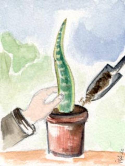 Sanseveria : direct dans le substrat !